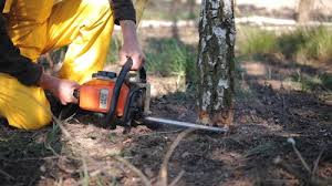 Best Commercial Tree Services  in Bradford, RI