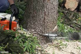 Best Utility Line Clearance  in Bradford, RI