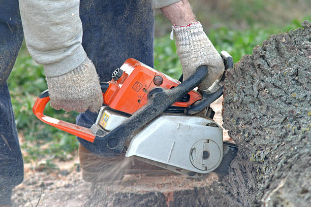 Best Firewood Processing and Delivery  in Bradford, RI