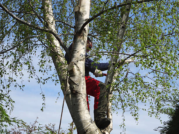 Reliable Bradford, RI Tree Care Solutions