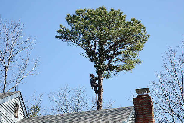 Best Pest Control for Lawns  in Bradford, RI