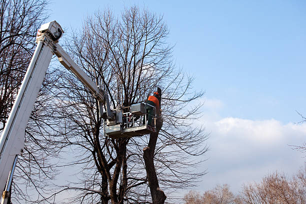 How Our Tree Care Process Works  in  Bradford, RI