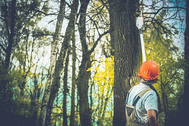 Best Emergency Tree Removal  in Bradford, RI
