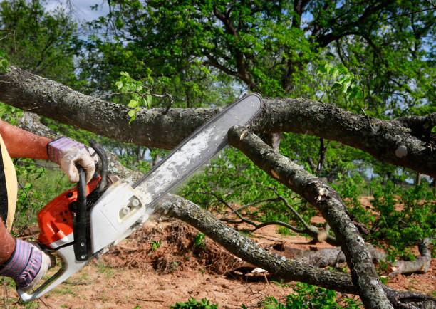 Best Tree Mulching  in Bradford, RI